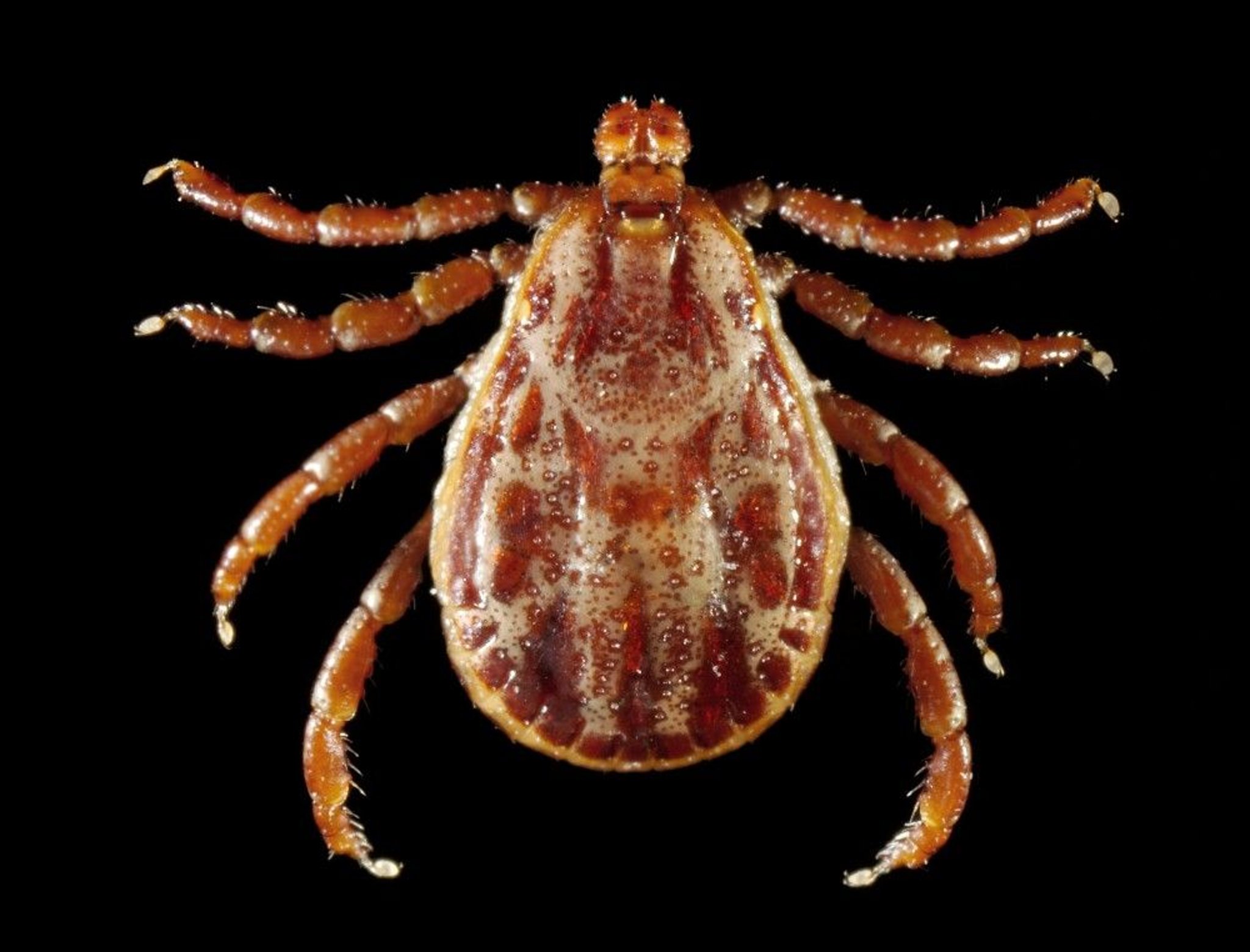 Wood Tick