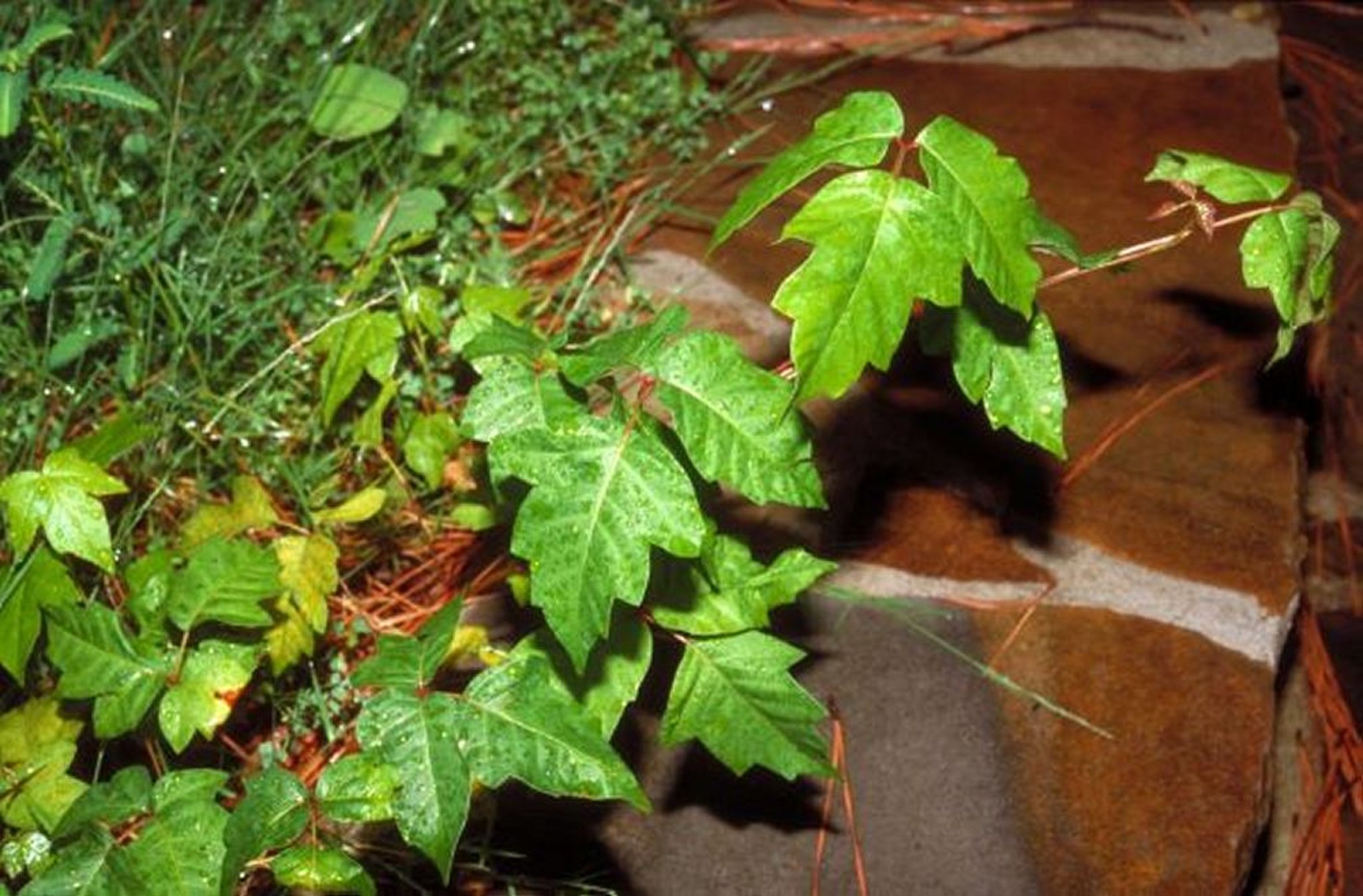 Planta de hiedra venenosa