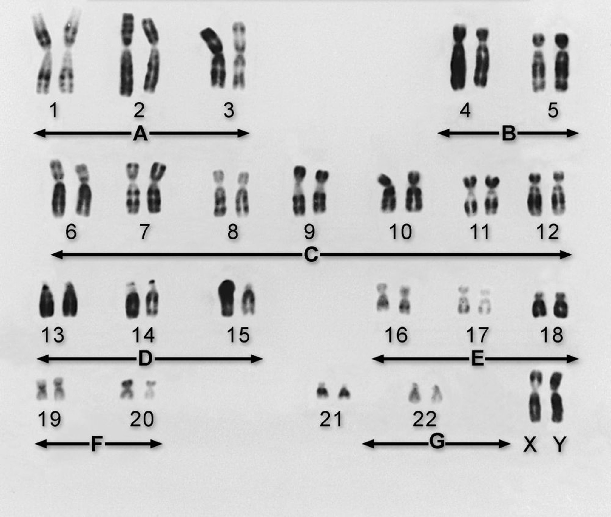 Chromosomen