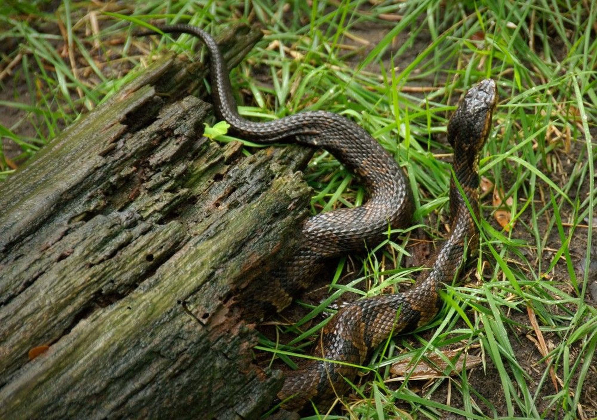 Ular Cottonmouth Timur
