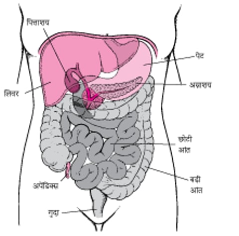 पेट का परीक्षण करना