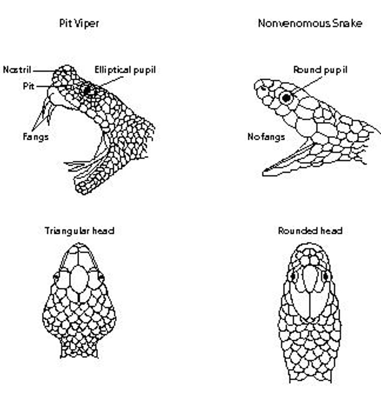 क्या वह पिट वाइपर है?