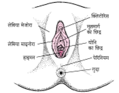 वल्वा के स्थान का पता लगाना