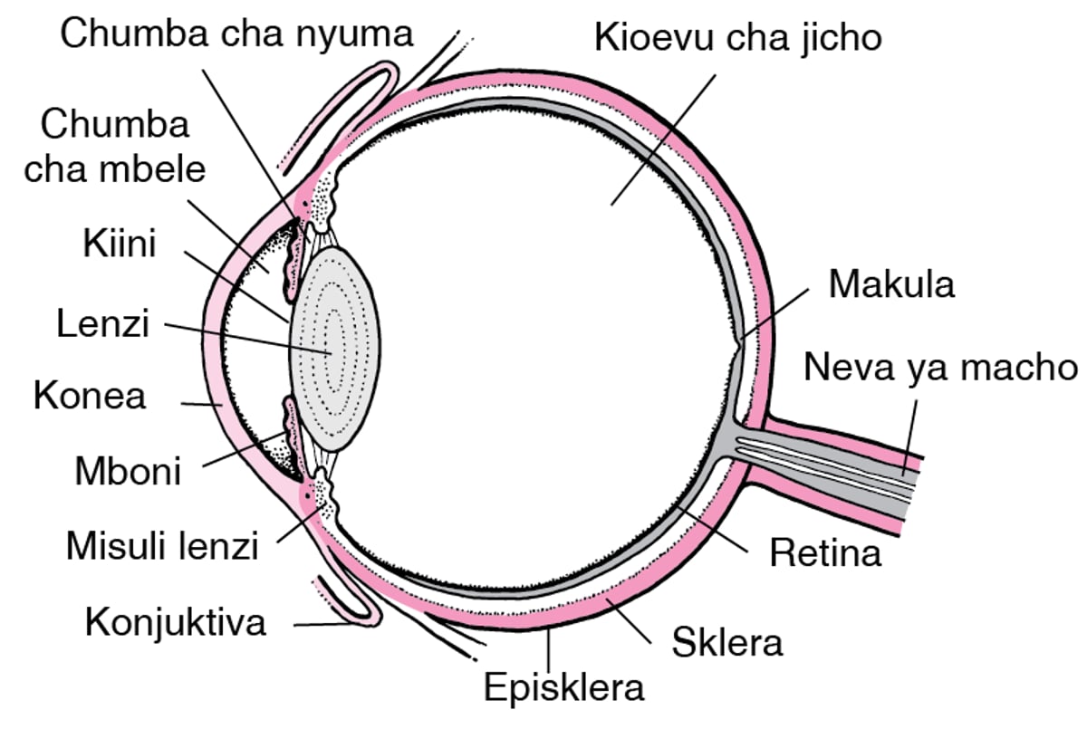 Umbo na Utendaji wa Macho Umbo na Utendaji wa Macho Toleo la