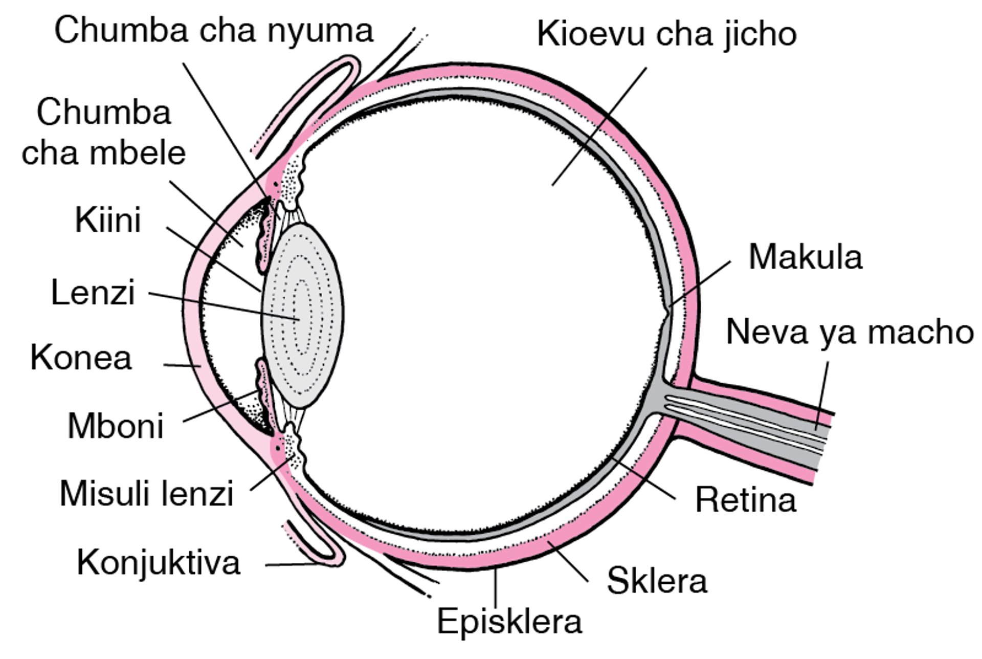 Mtazamo wa Ndani wa Jicho