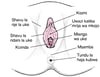 Anatomia ya Uzazi wa Mwanamke wa Nje