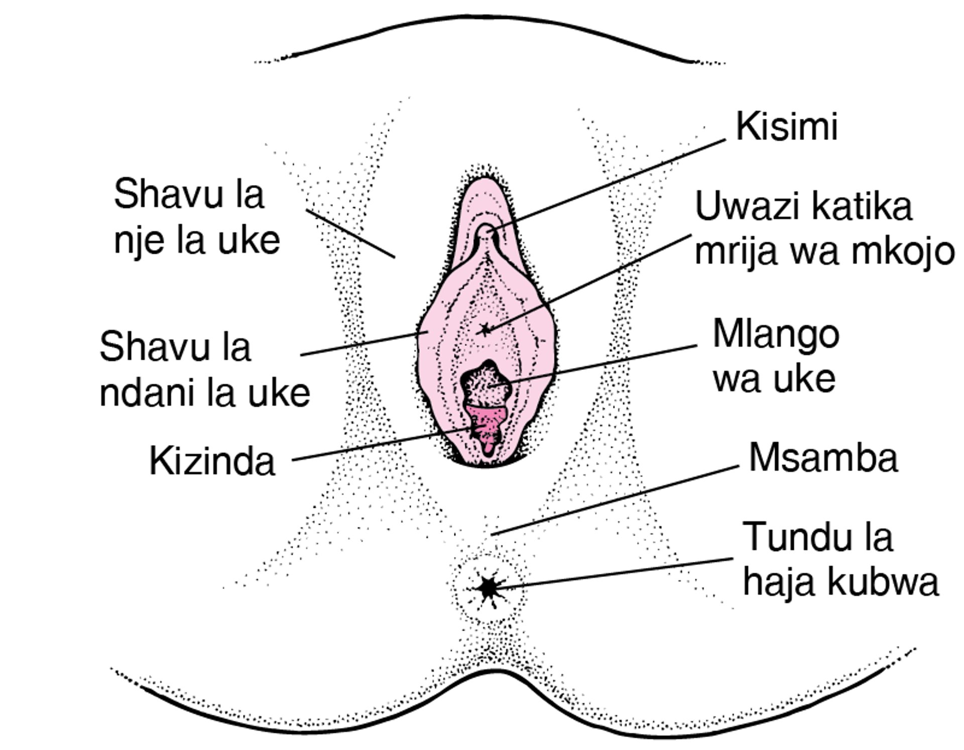 Anatomia ya Uzazi wa Mwanamke wa Nje