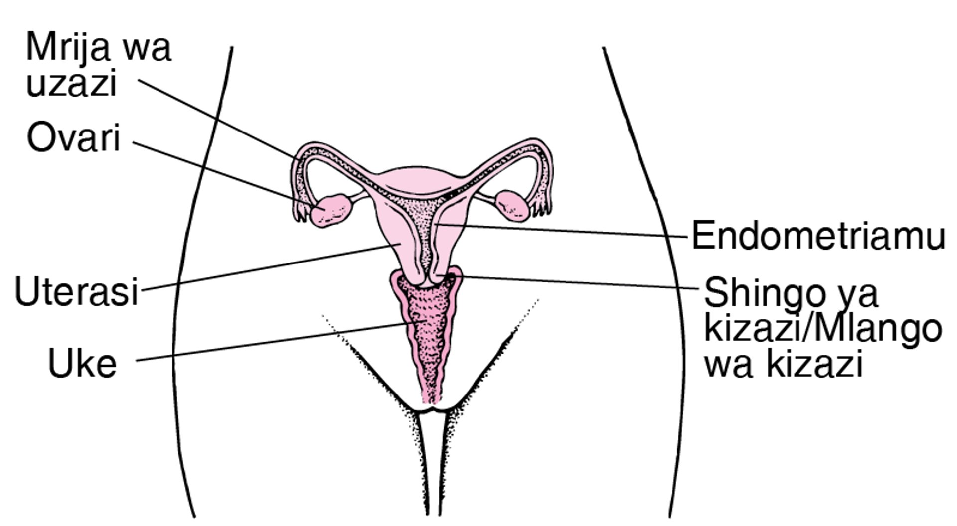 Anatomia ya Ndani ya Uzazi ya Mwanamke