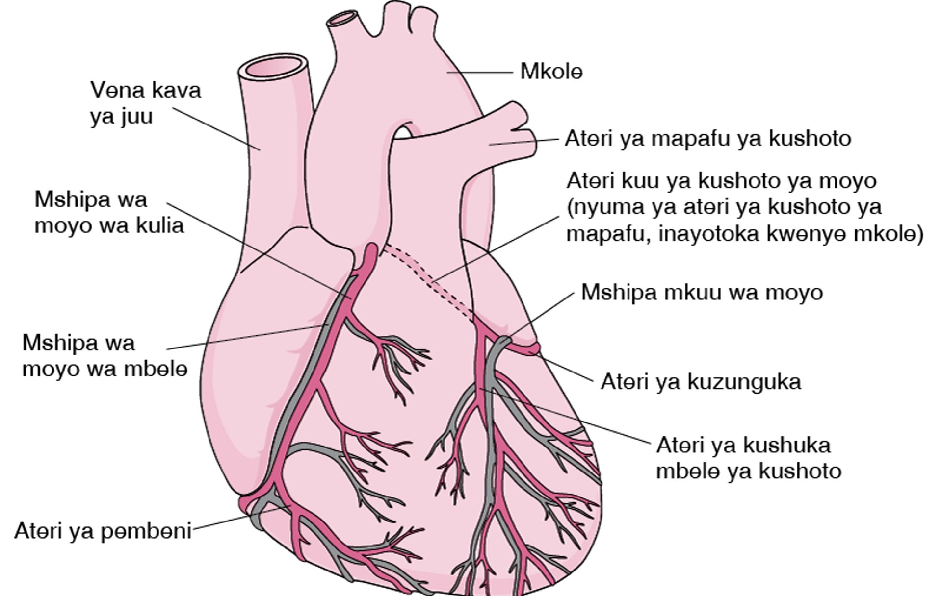 Kusambazia Moyo Damu