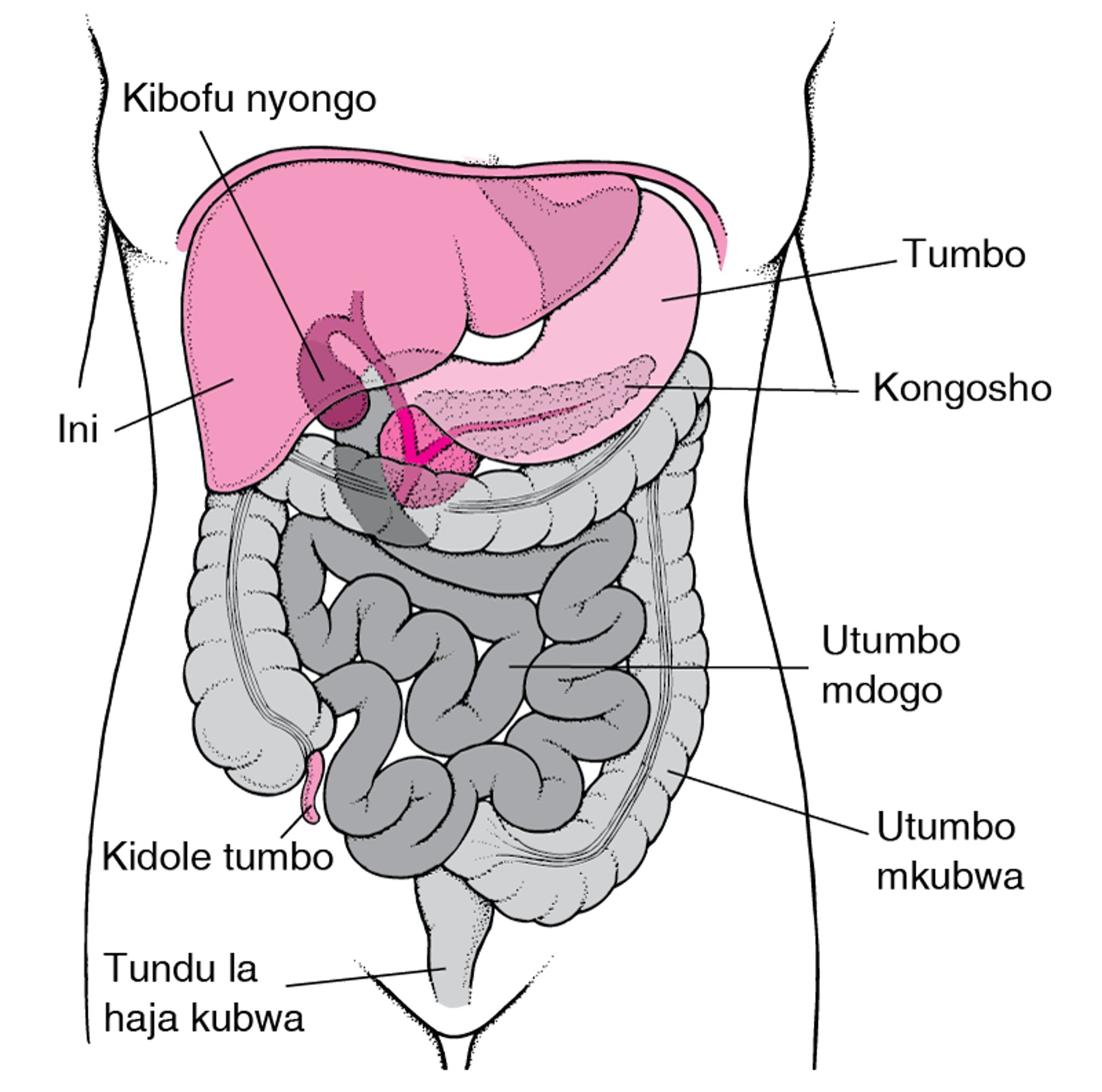 Kufikia Utumbo Mdogo