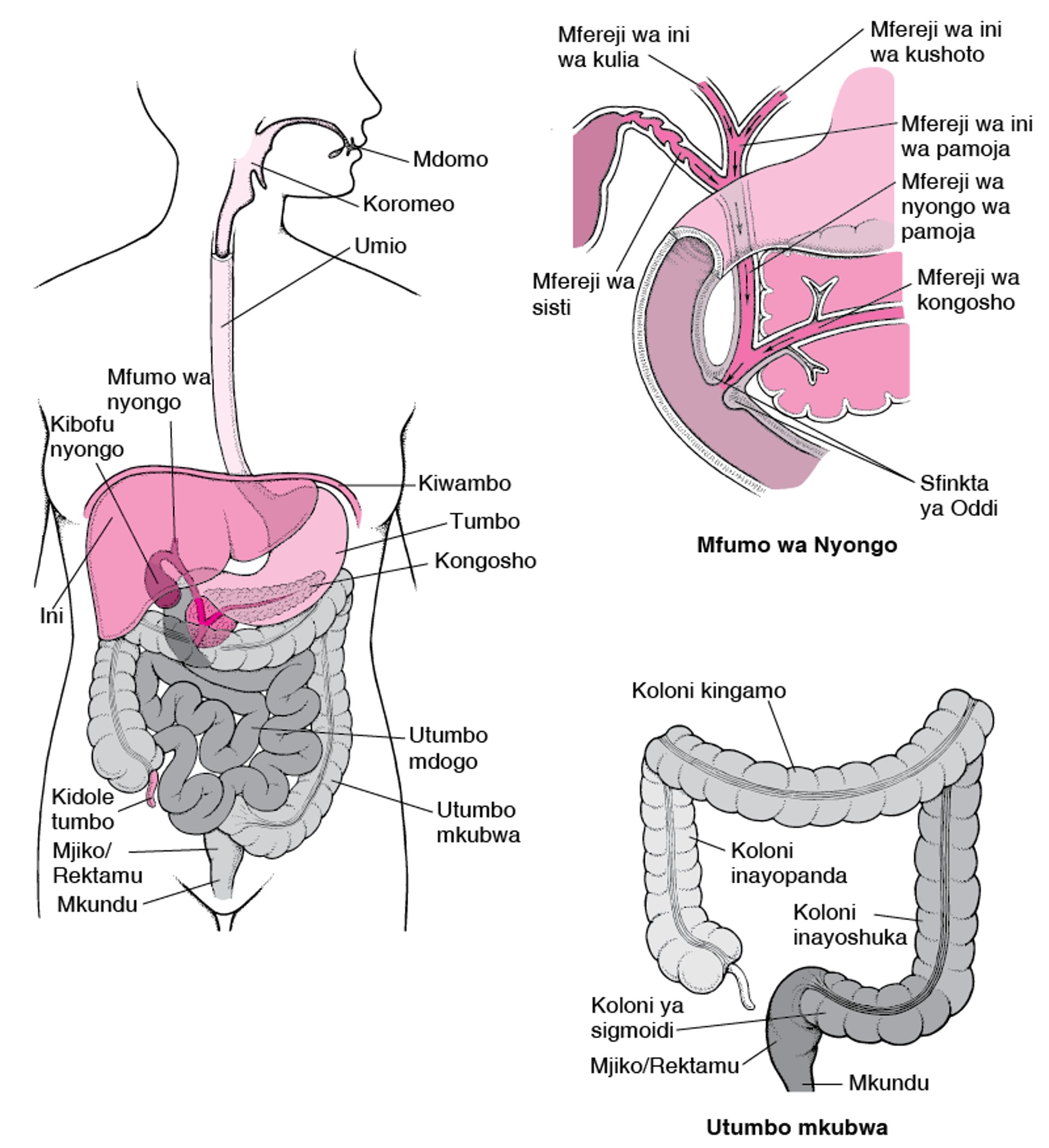 Mfumo wa Kusaga Chakula