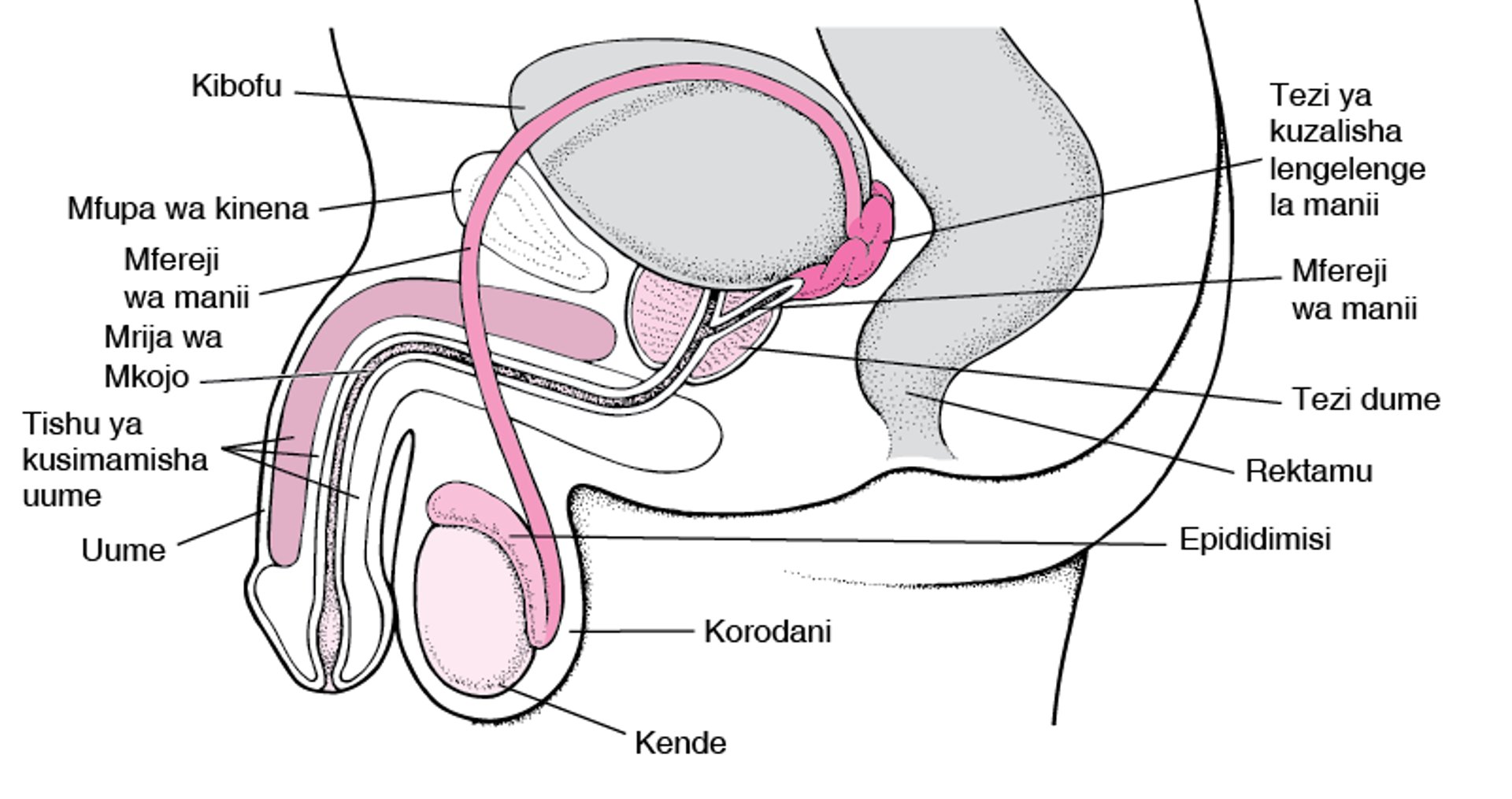 Viungo vya uzazi vya mwanaume