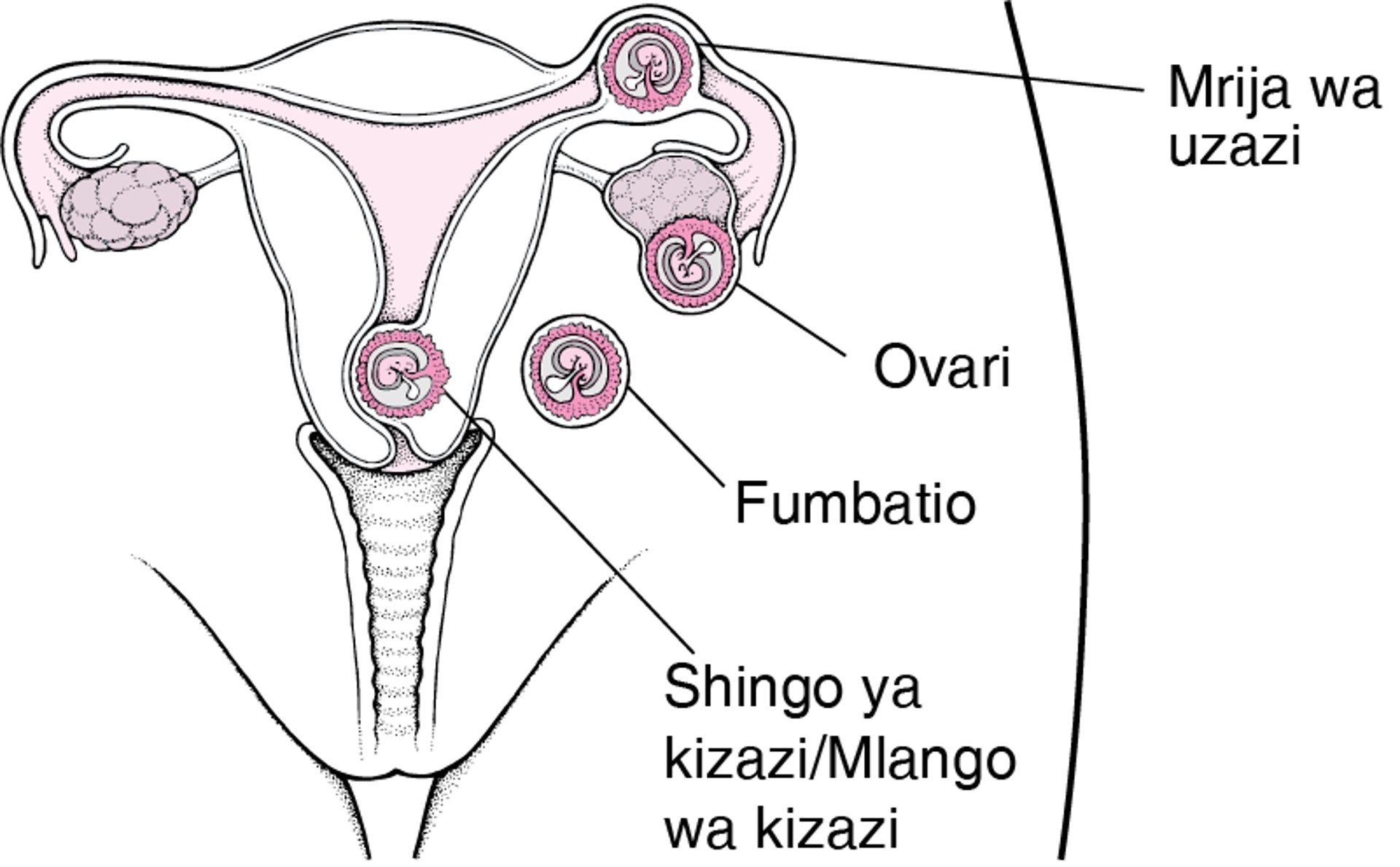 Ujauzito Wa Nje Ya Kizazi: Ujauzito Ulio Mahali Pasipofaa