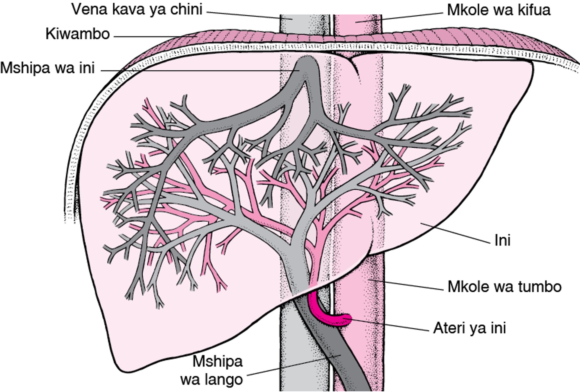 Usambazaji wa Damu kwenye Ini