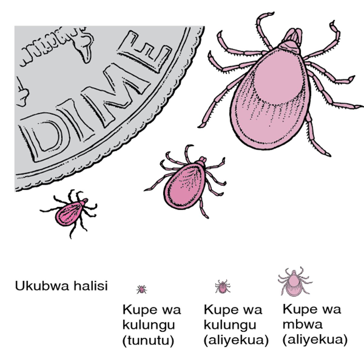 Kupe Kulungu