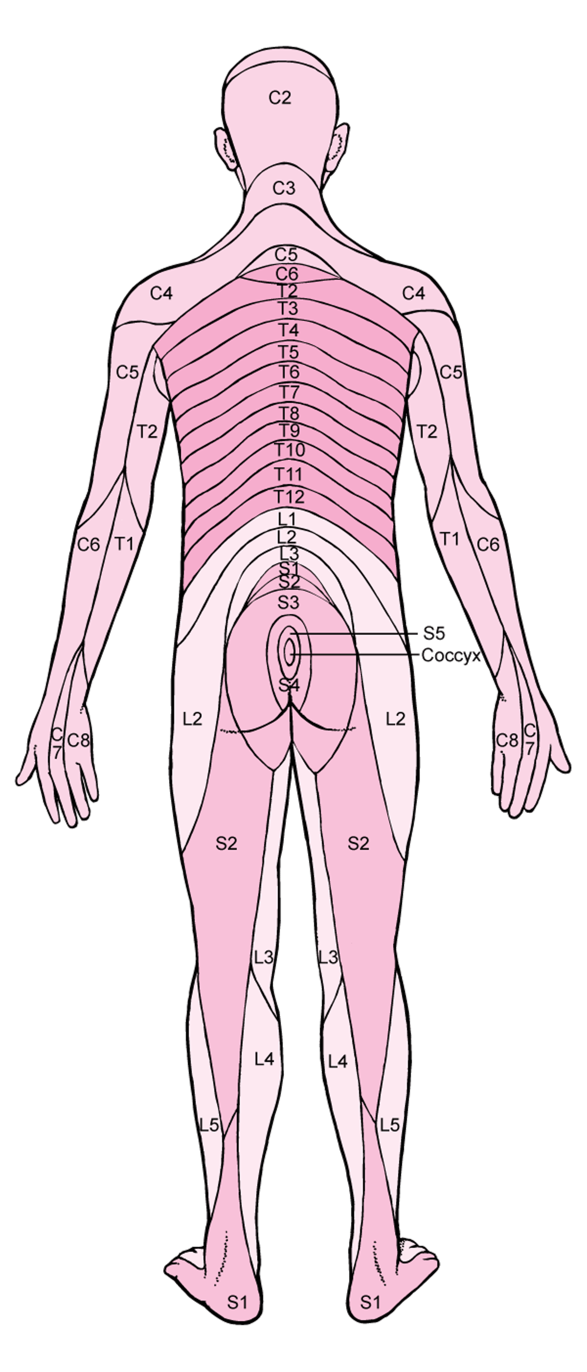 Dematomi