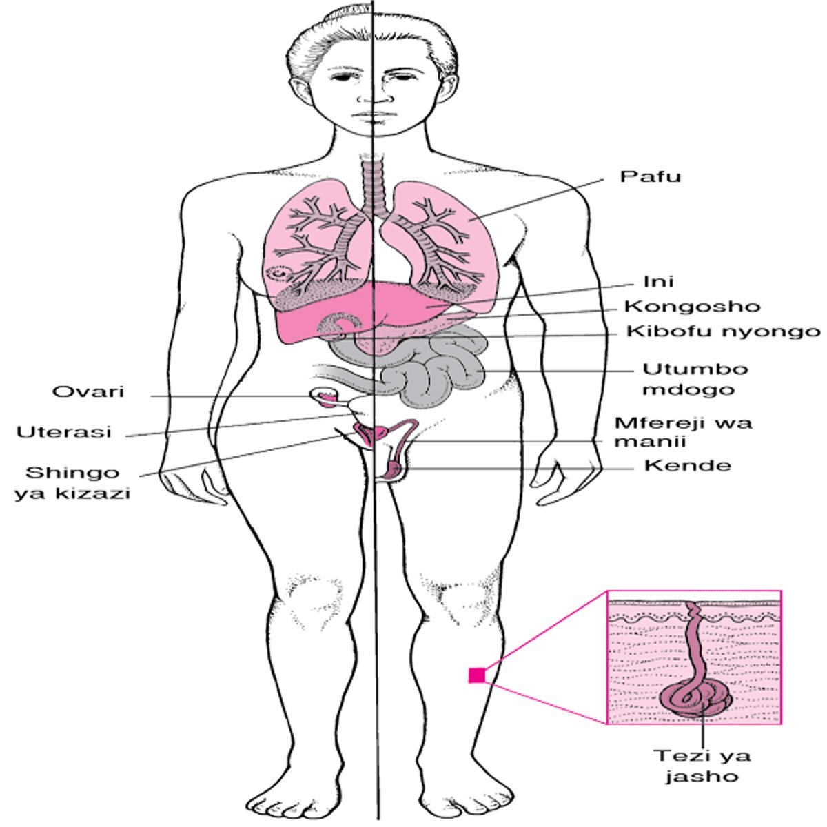 Sisti Fibrosisi: Si tu Ugonjwa wa Mapafu