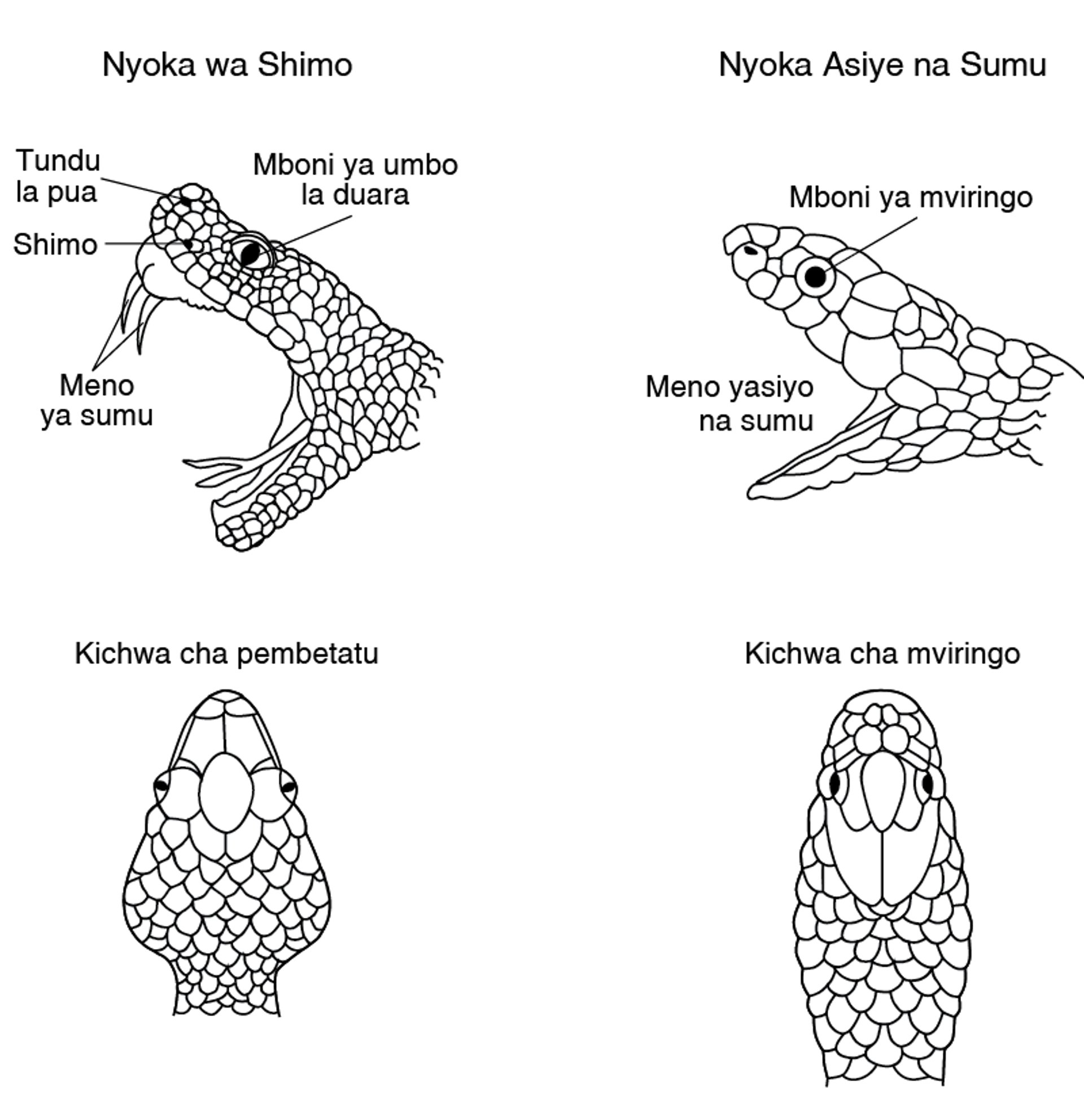 Huyo ni Nyoka wa Shimo?