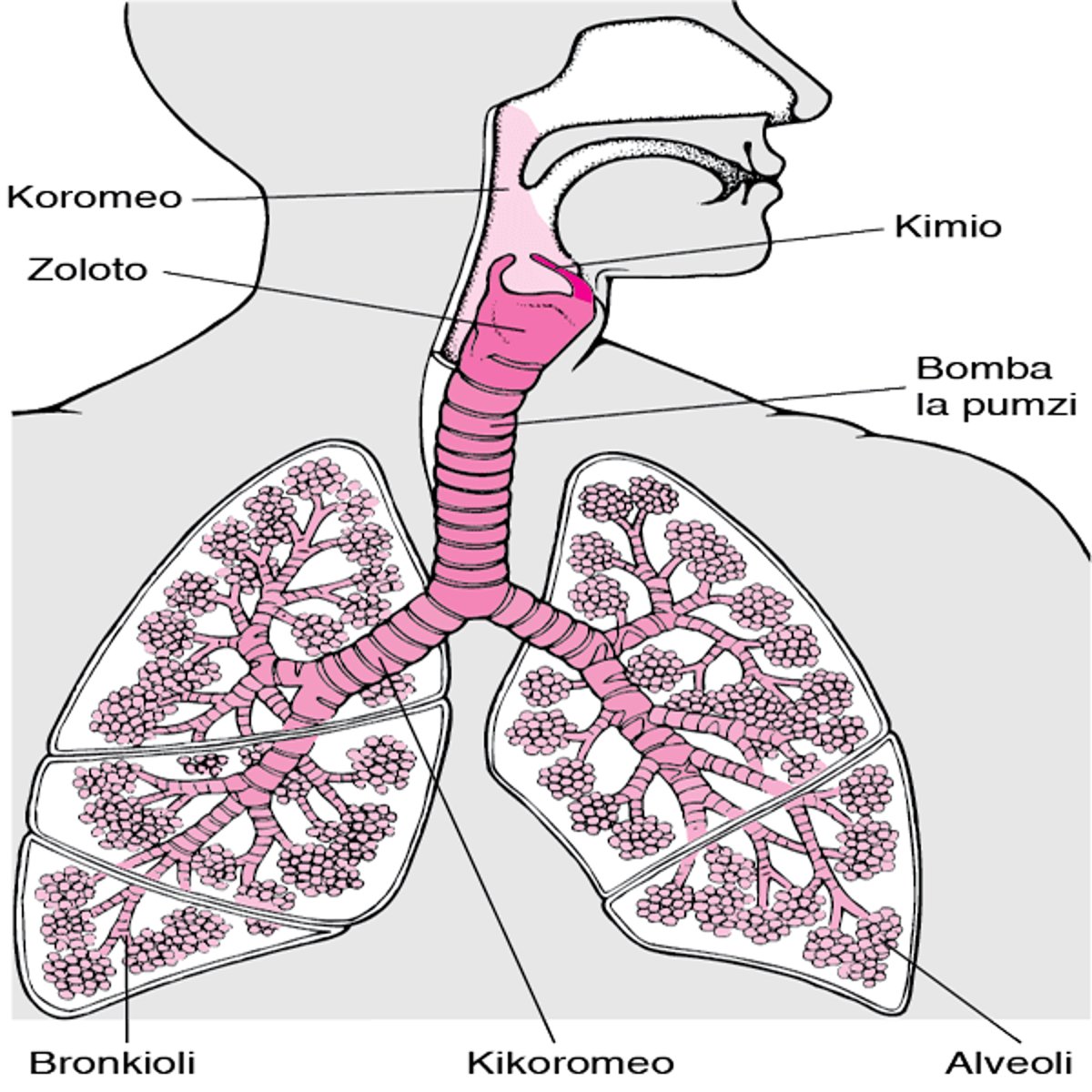 Ndani ya Mapafu na Mkondo wa Hewa