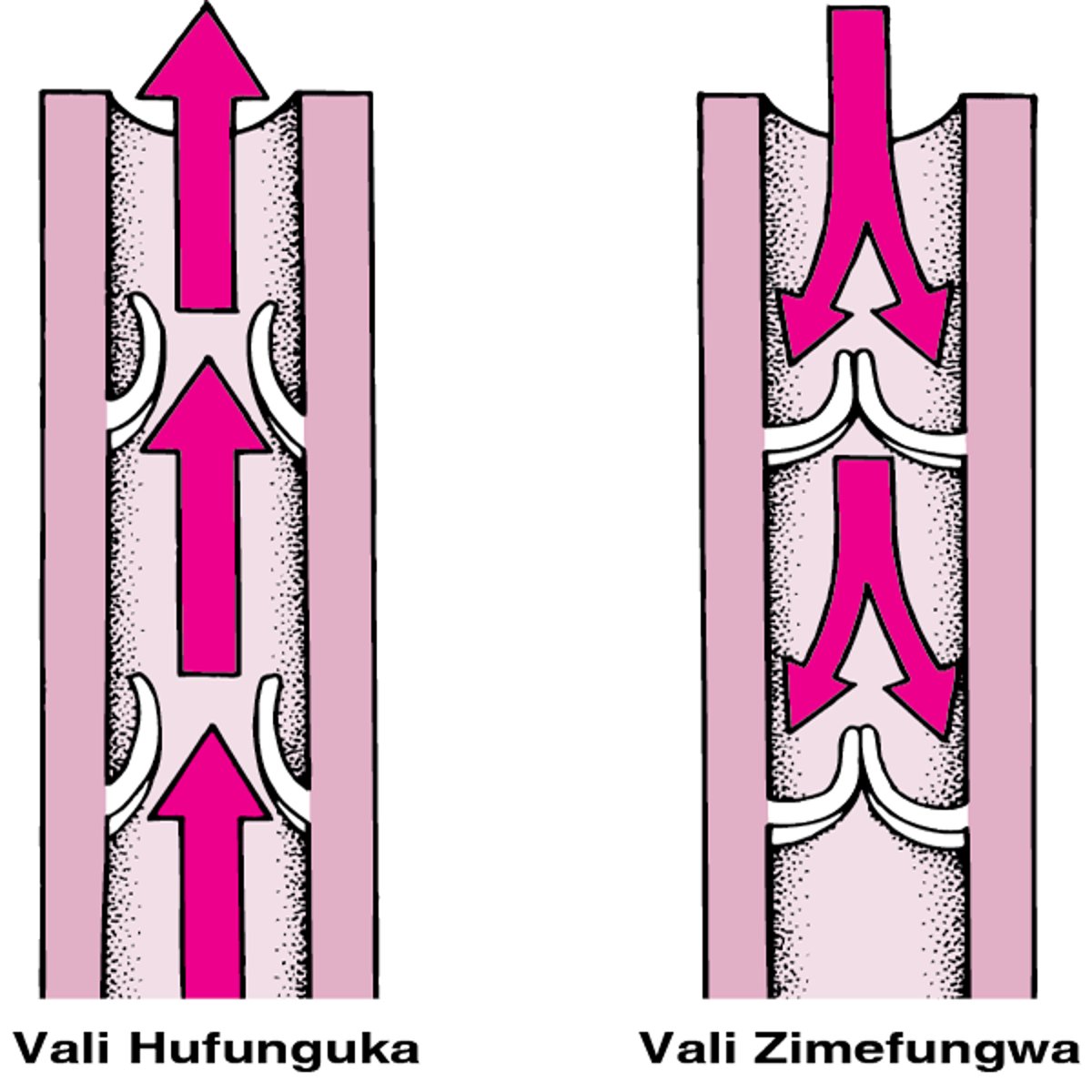 Vali za Mwelekeo Mmoja kwenye Mishipa