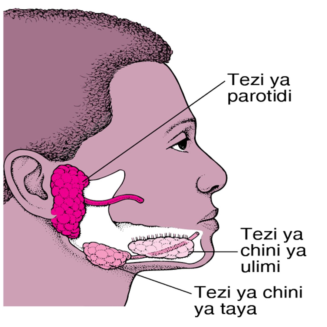 Matatizo ya Tezi ya Mate Matatizo ya Tezi ya Mate Toleo la Mtumiaji