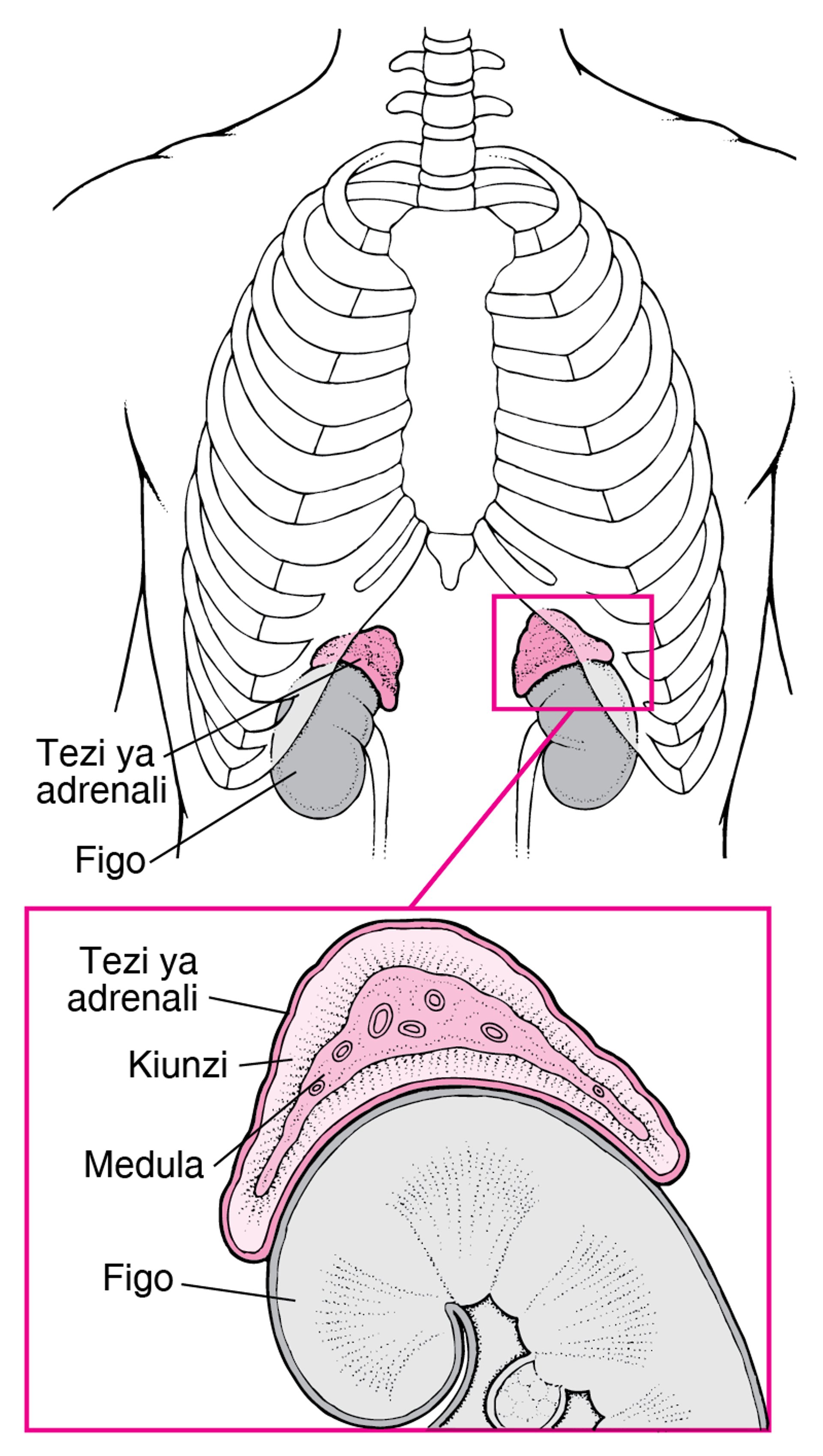 Kuchunguza Tezi za Adrenali kwa Kina