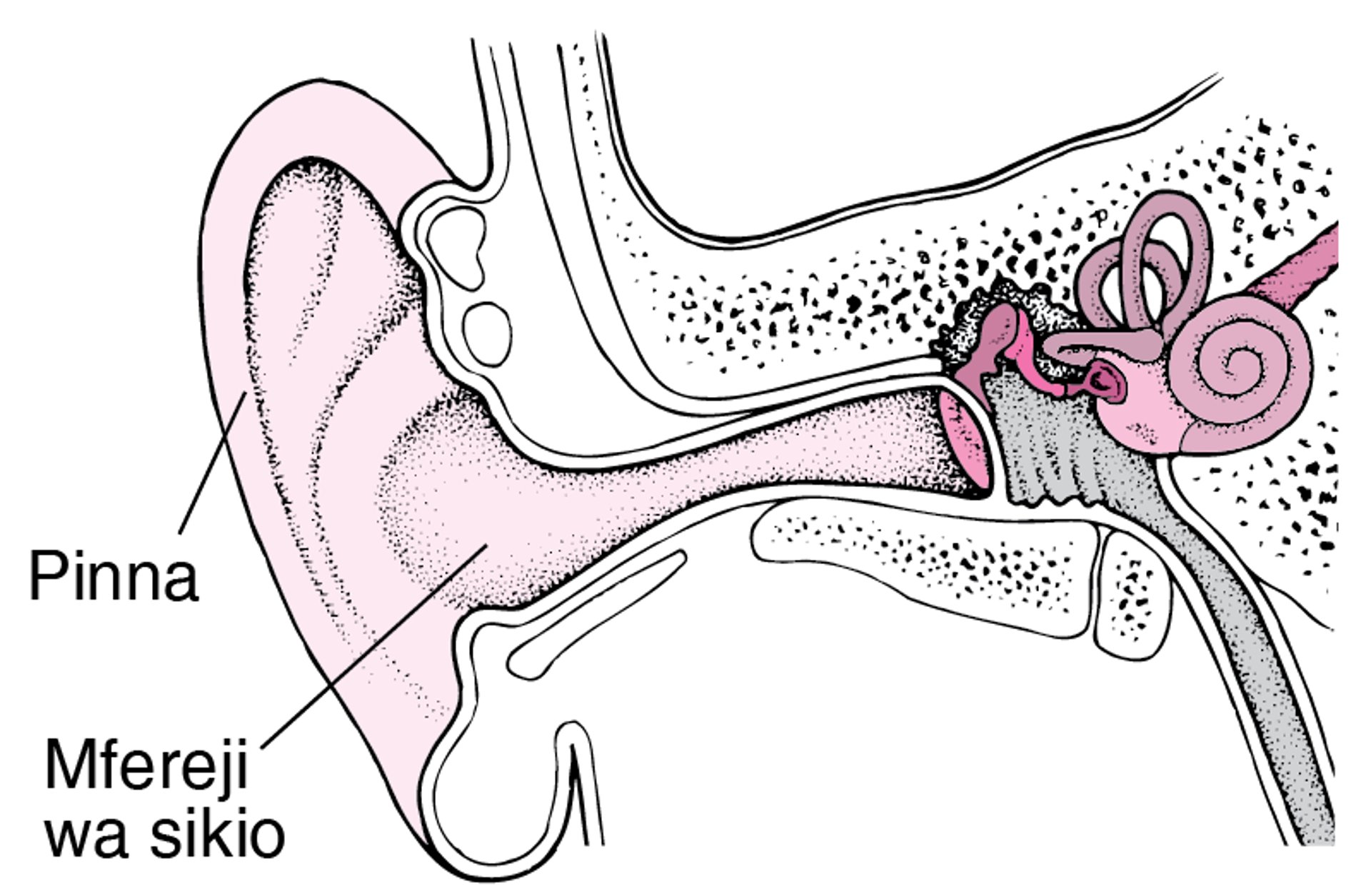 Sehemu ya Nje ya Sikio