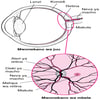 Kuangalia Retina