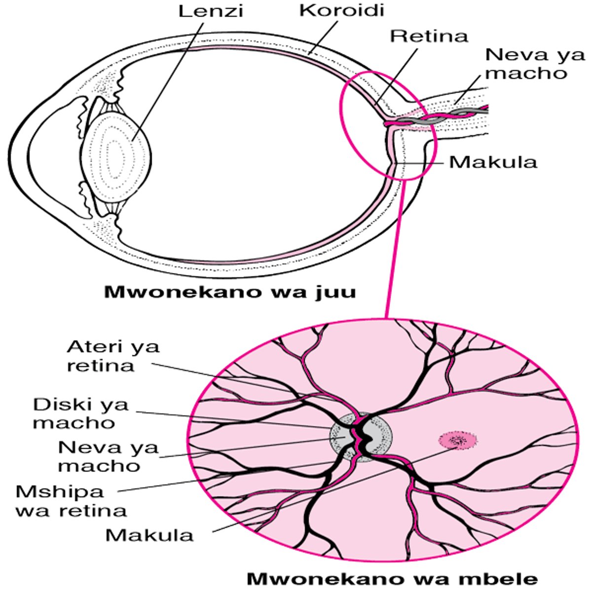 Kuangalia Retina