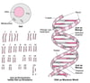 Muundo wa DNA