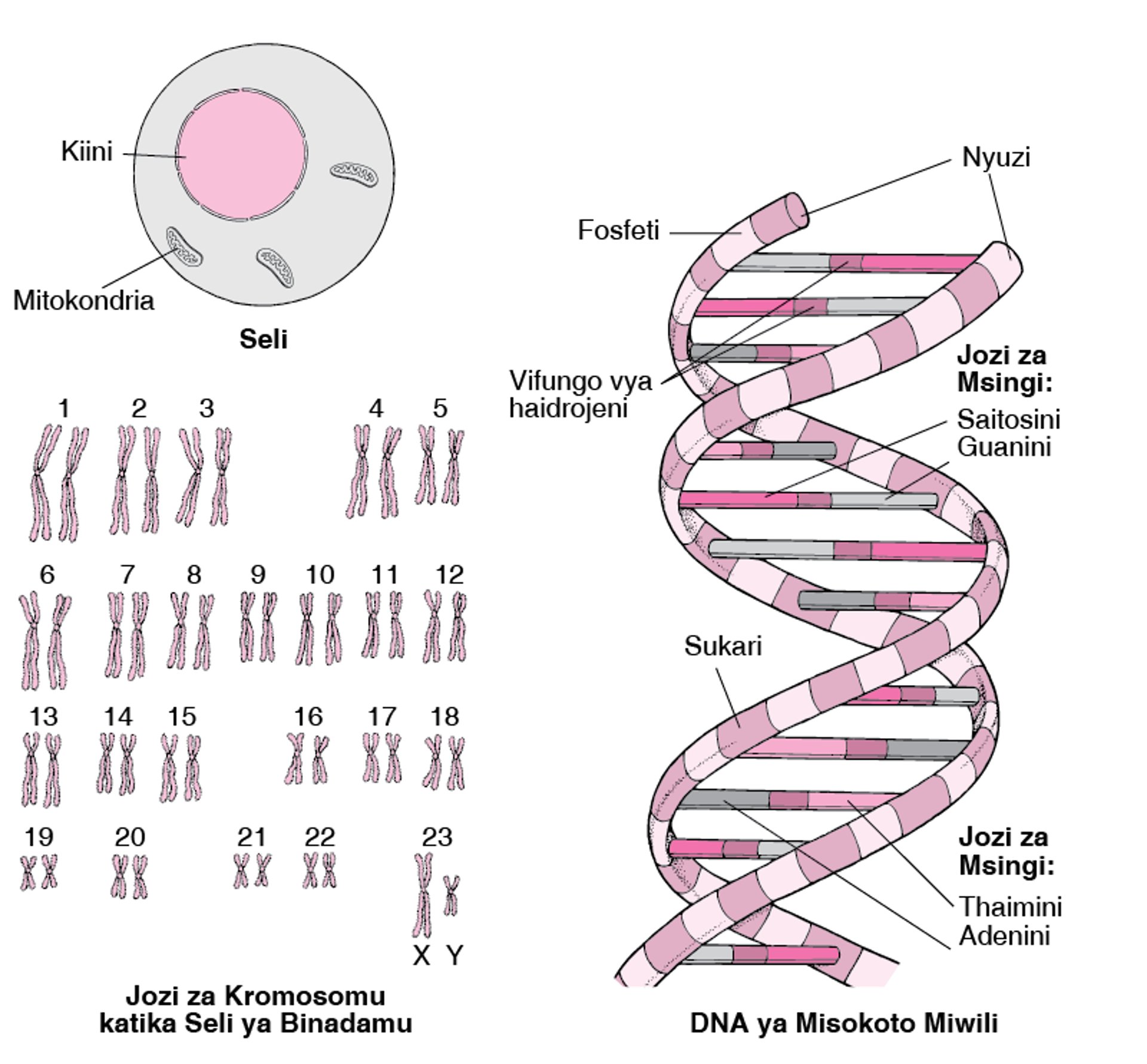 Muundo wa DNA