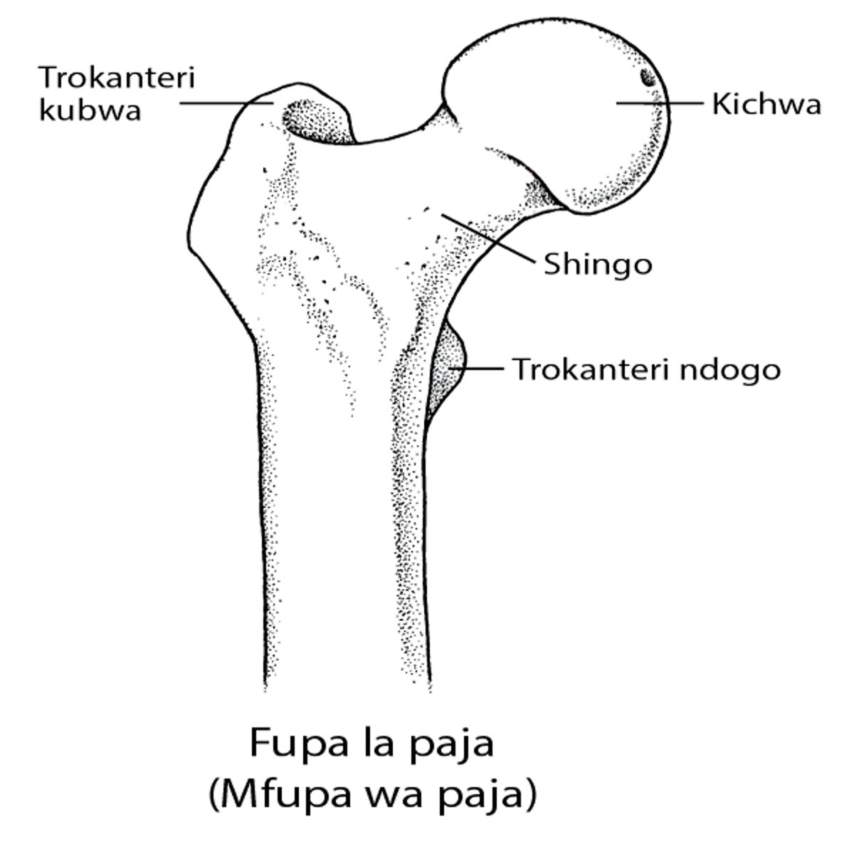 Fupa la Paja: Sehemu ya Kiungo cha Nyonga