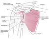Anatomia ya Kiungo cha Bega