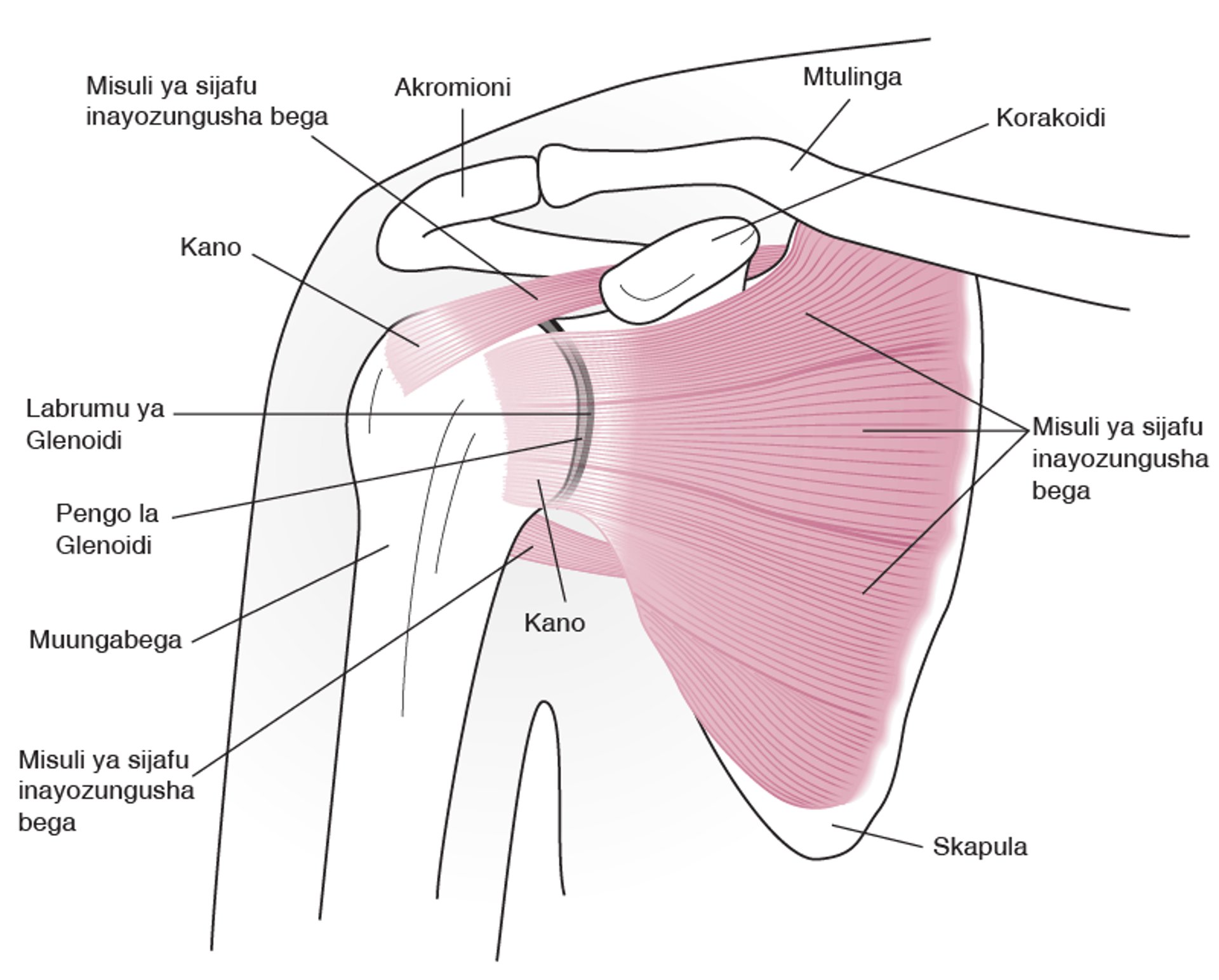 Anatomia ya Kiungo cha Bega