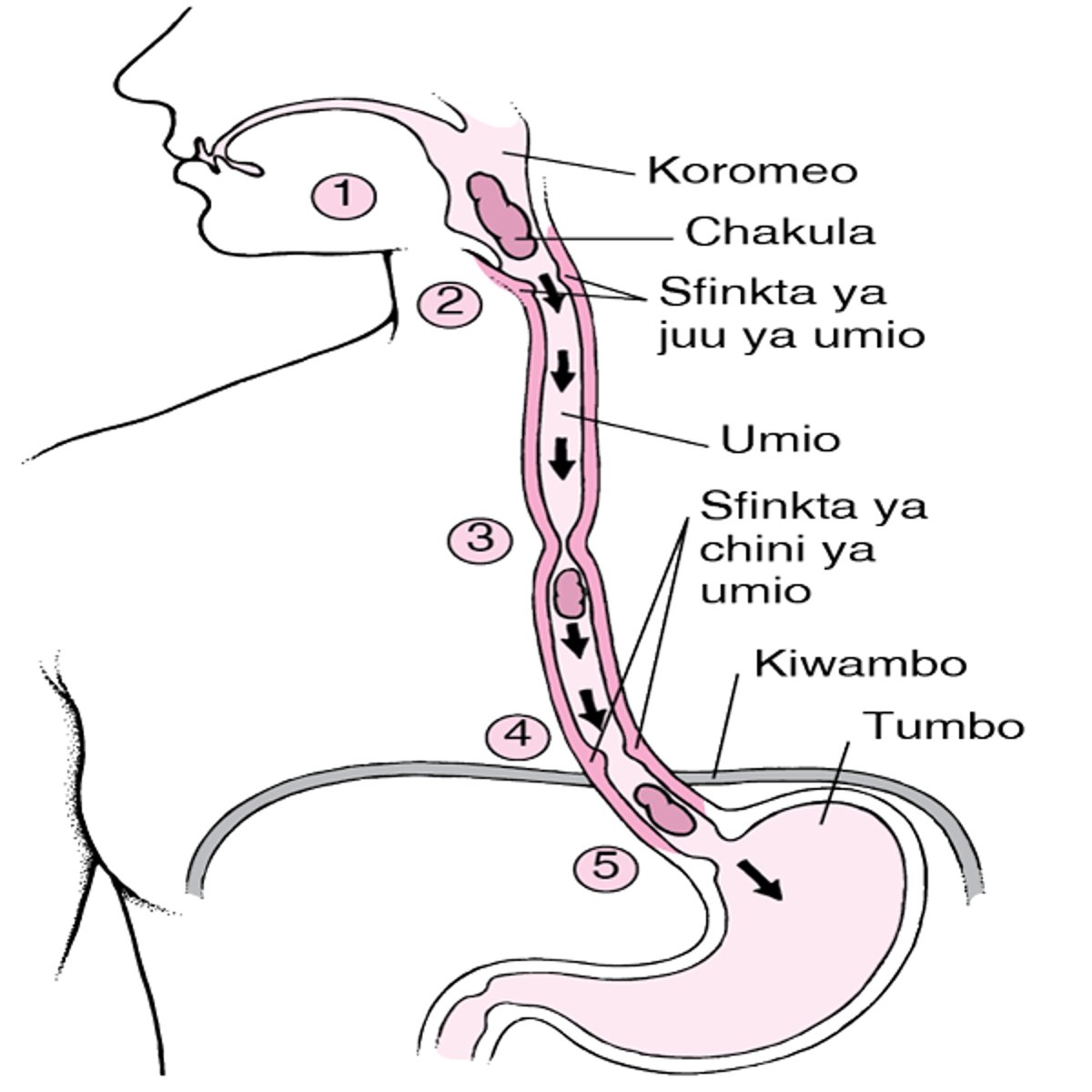 Umio