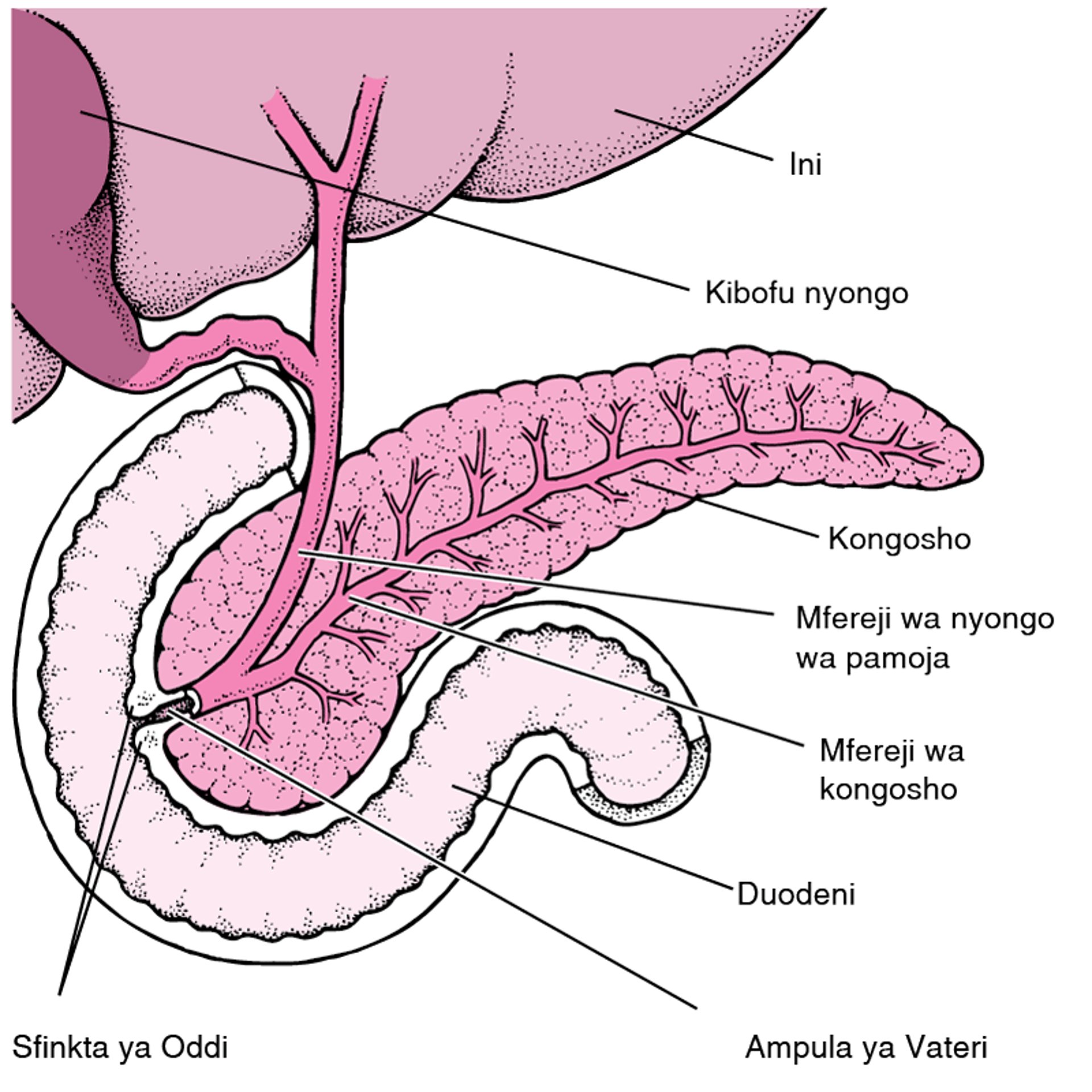 Kutambua Kongosho Ilipo