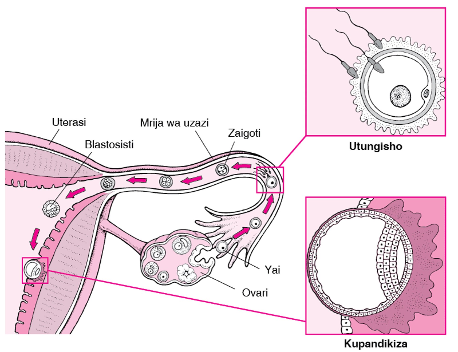 Kuanzia Kurutubisha hadi Kupandikizwa