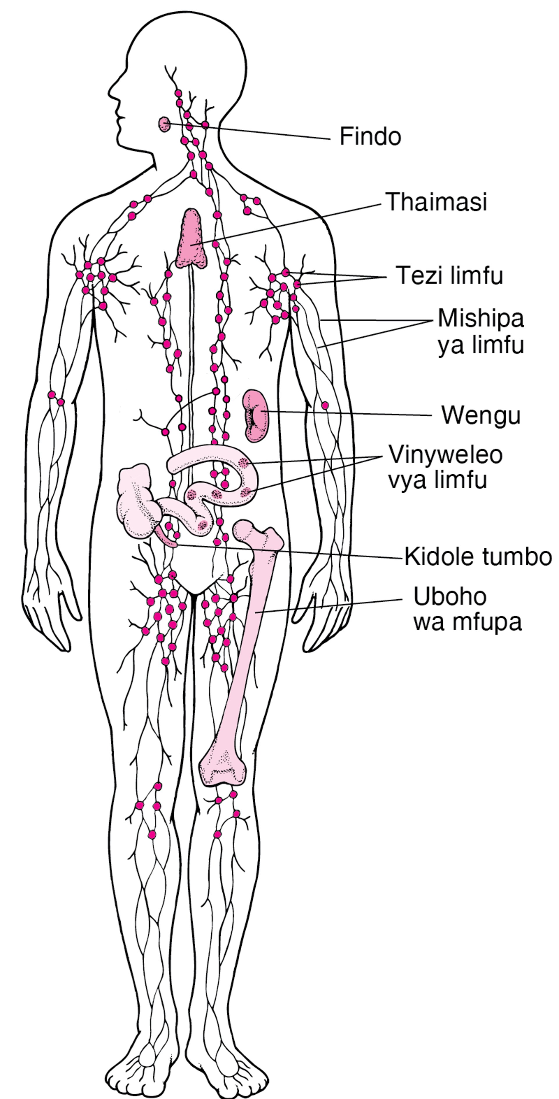 Mfumo wa Limfu: Kusaidia Kujikinga Dhidi ya Maambukizi