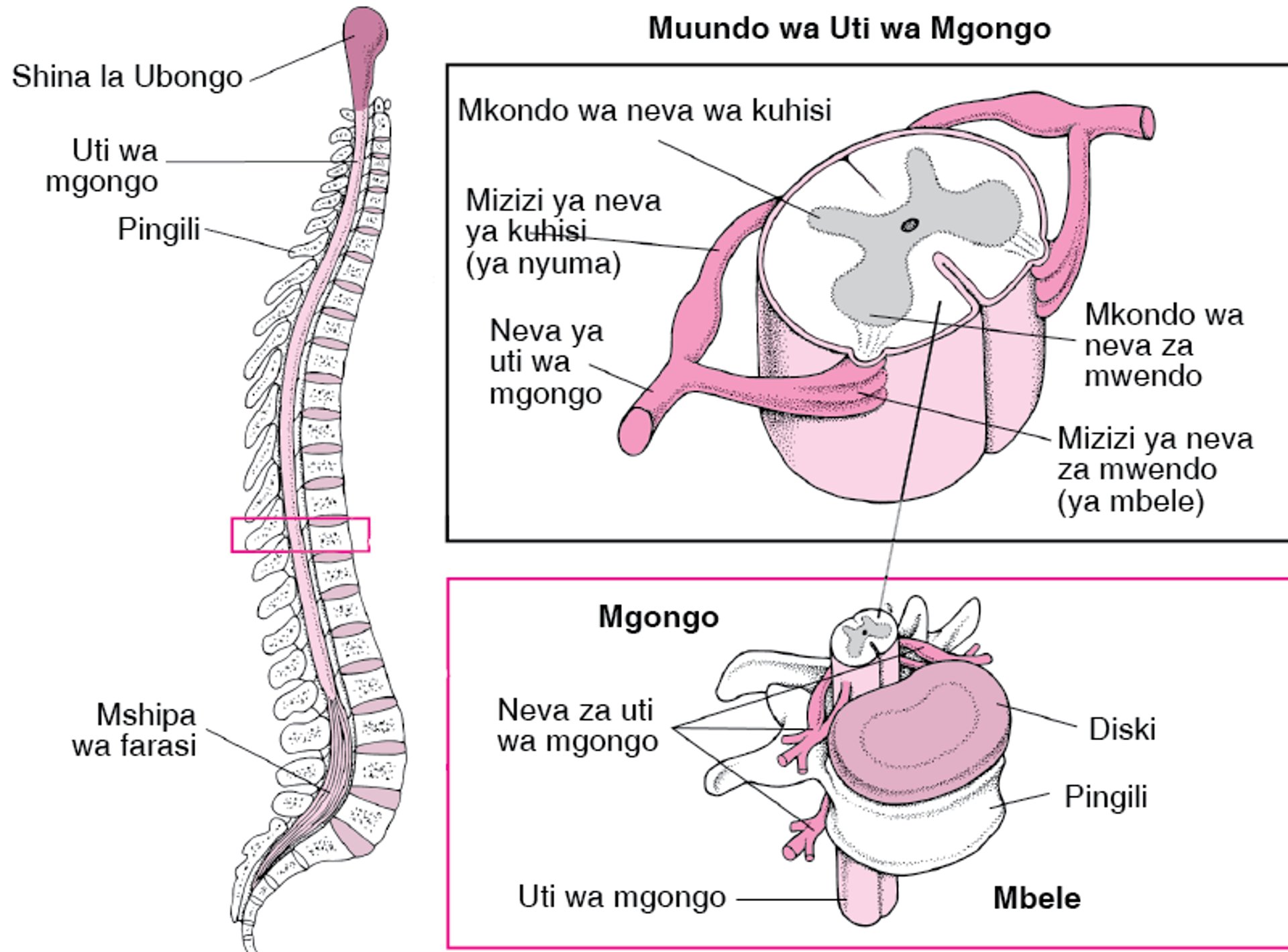 Jinsi Uti wa Mgongo Ulivyo