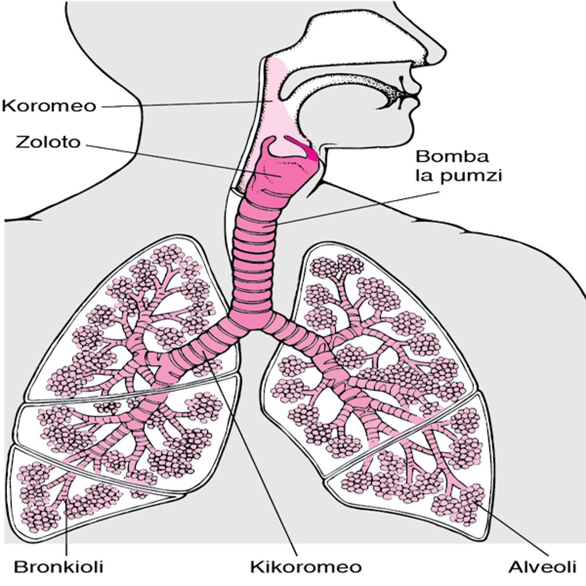 Kuipata Zoloto