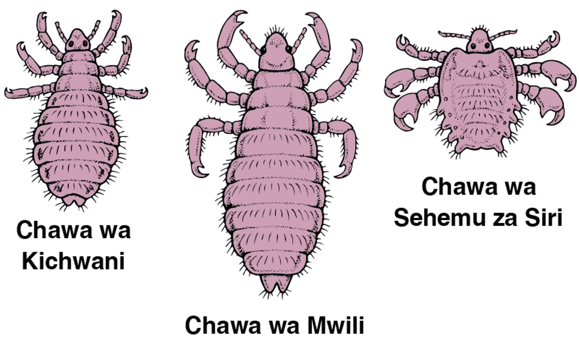 Kuangalia Chawa kwa Karibu