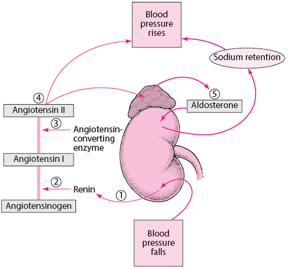 Kudhibiti Shinikizo la Damu: Mfumo wa Renin-Angiotensin-Aldosterone