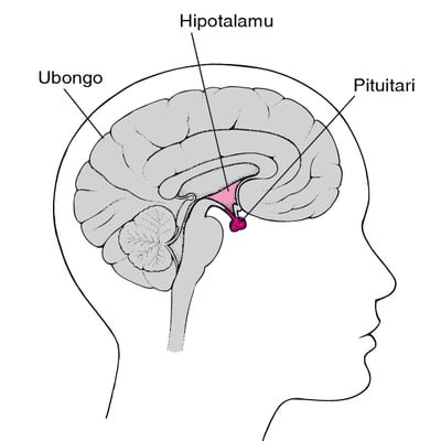 Kufikia Tezi ya Pituitari