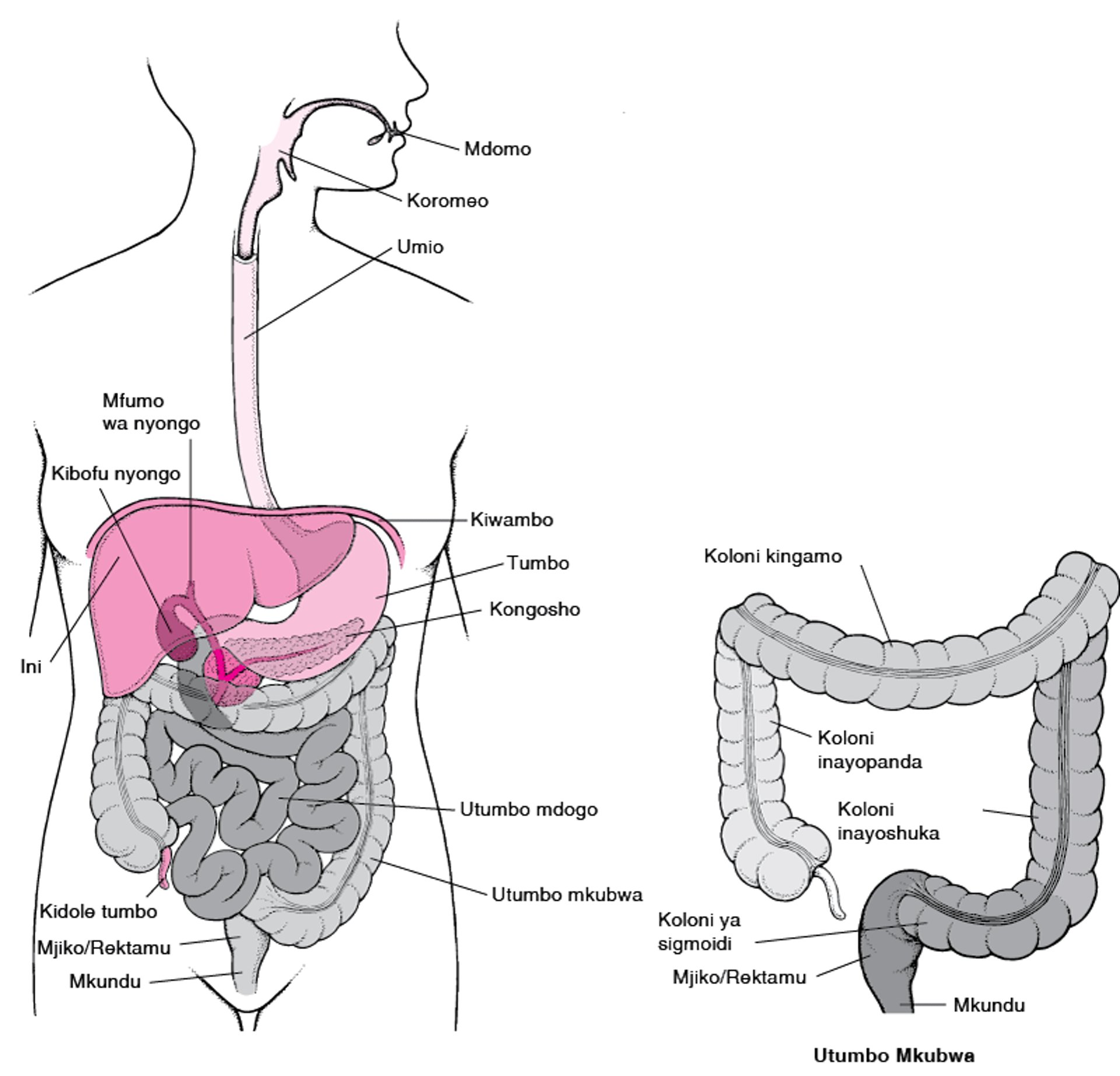 Kufikia Rektamu na Tundu la Haja Kubwa