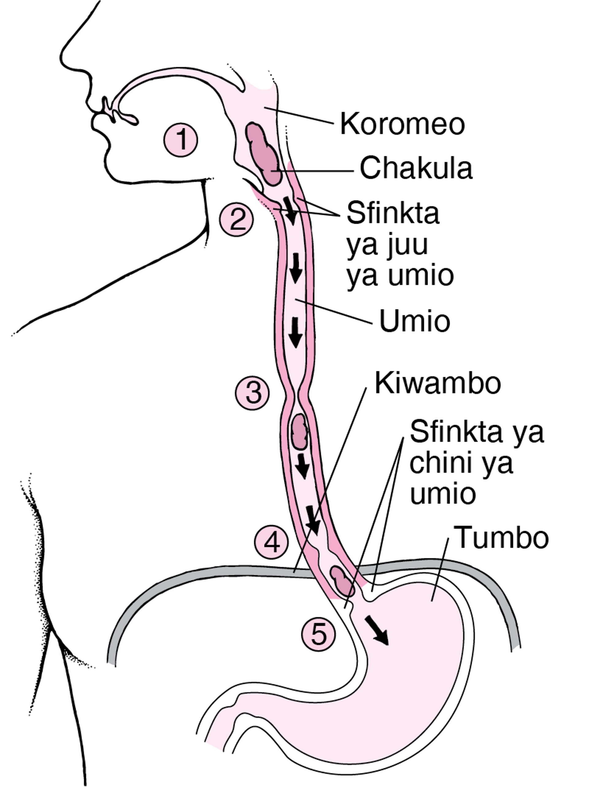Jinsi Umio Inavyofanya Kazi