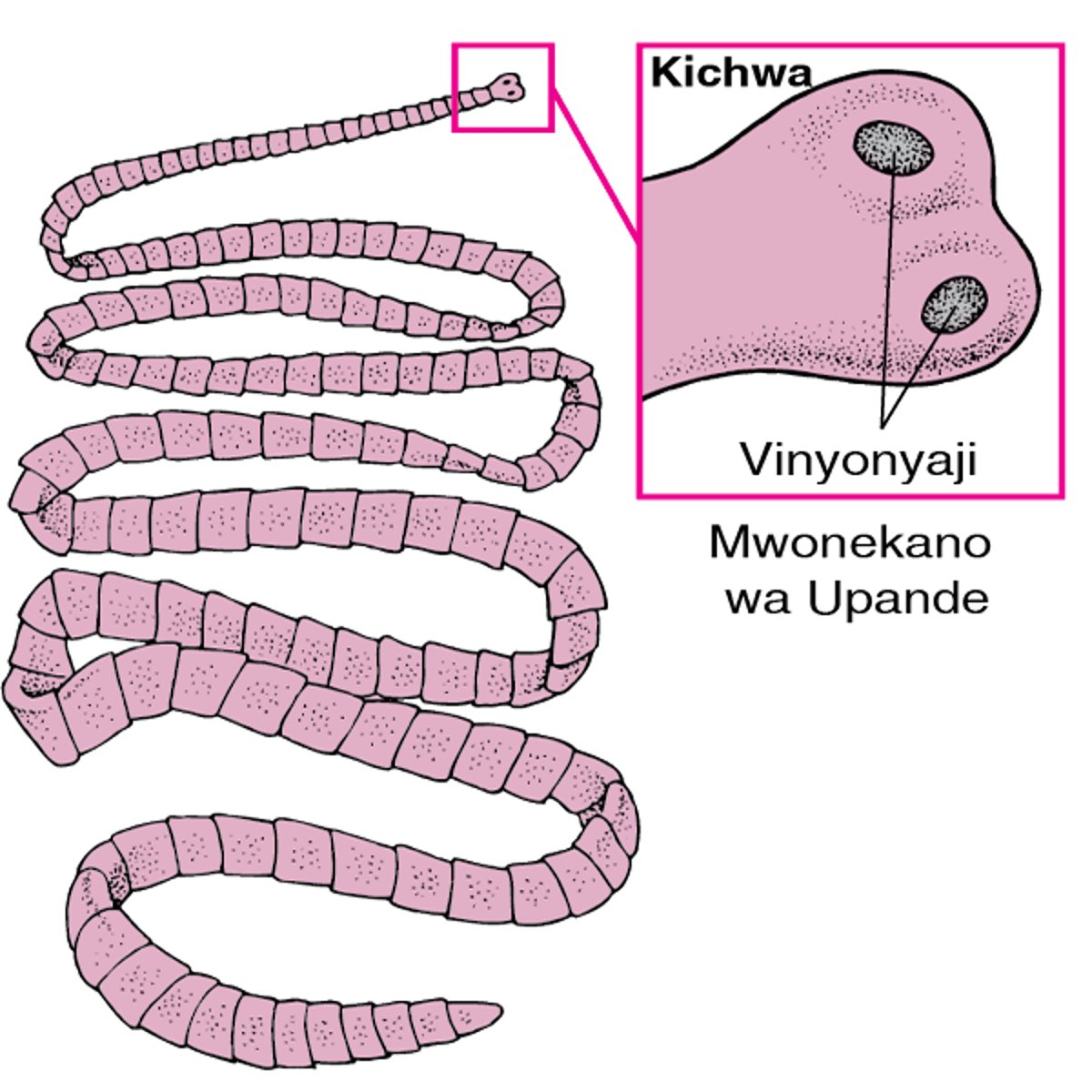 Tegu wa nyama