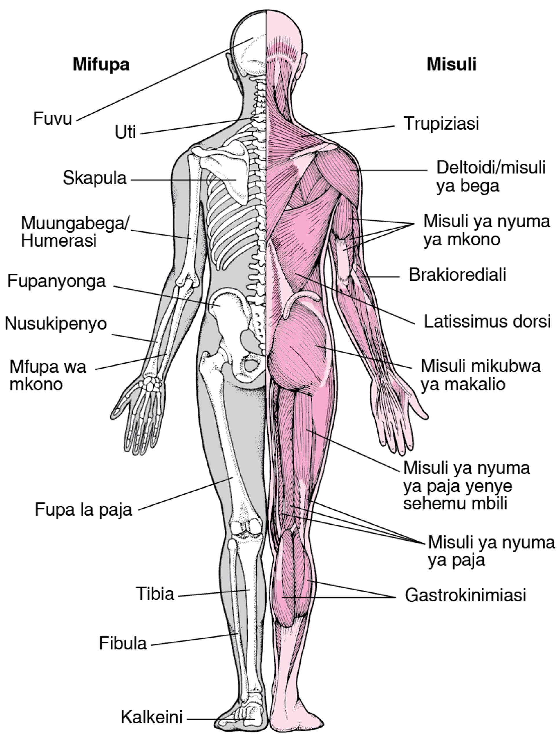 Mfumo wa Kiunzi cha Mifupa na Misuli (2)