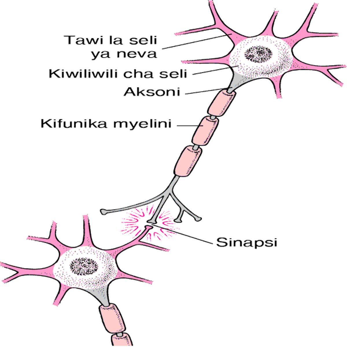 Muundo wa Kawaida wa Seli ya Neva