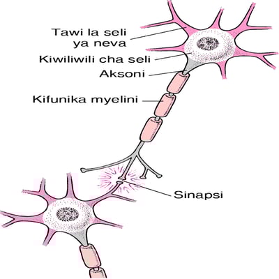 Muundo wa Kawaida wa Seli ya Neva