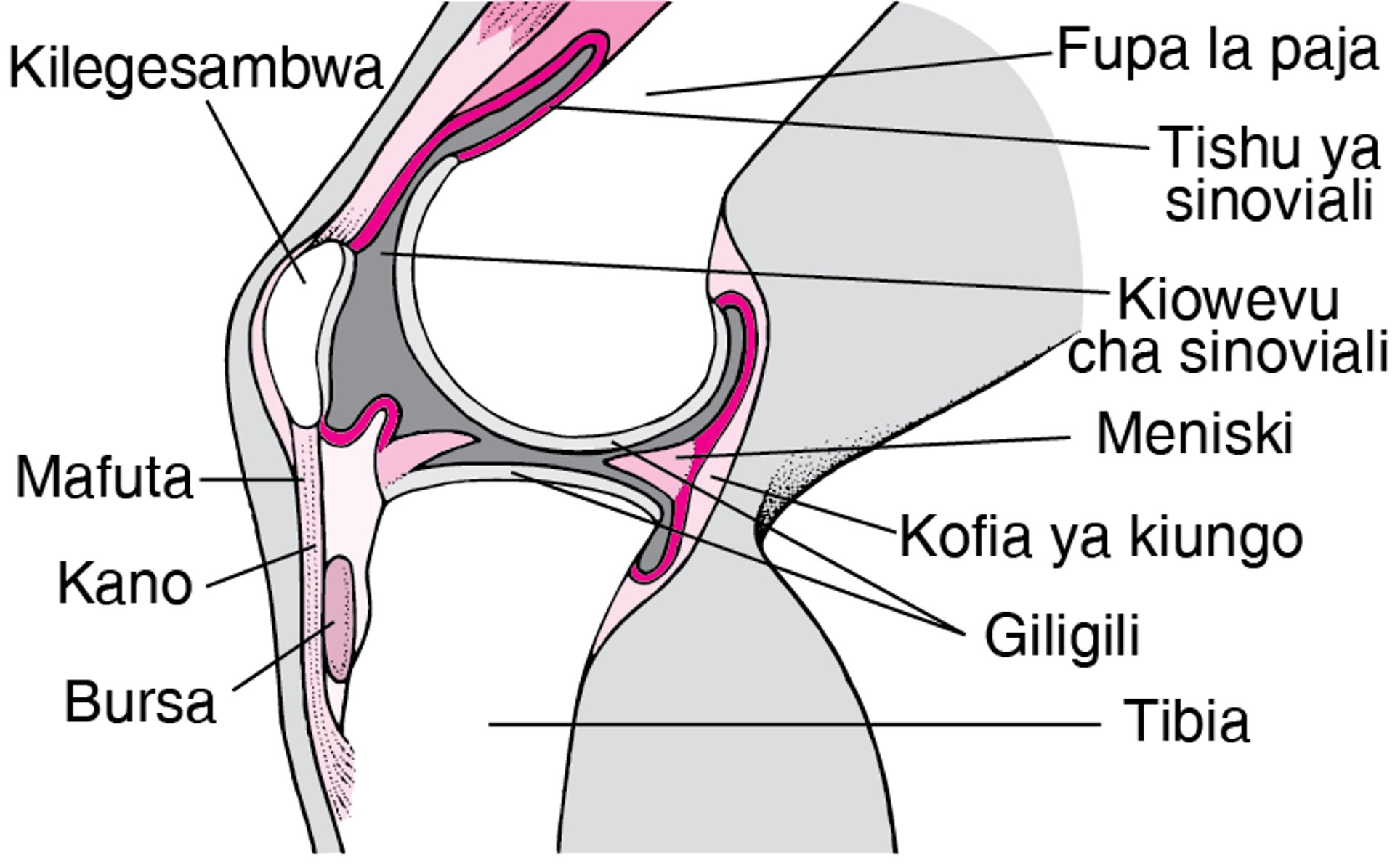 Ndani ya Goti (Mwonekano wa Upande)